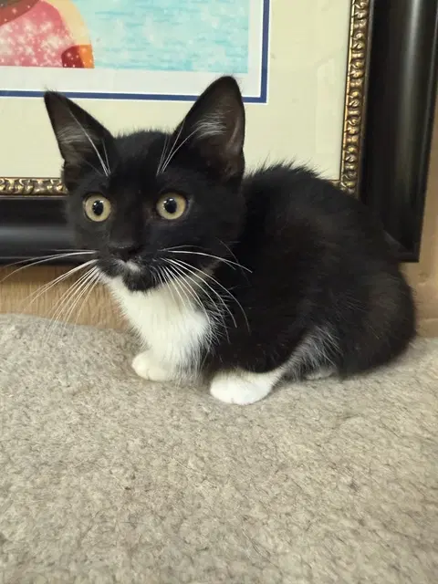 Chalupa Supreme Kitten image 3