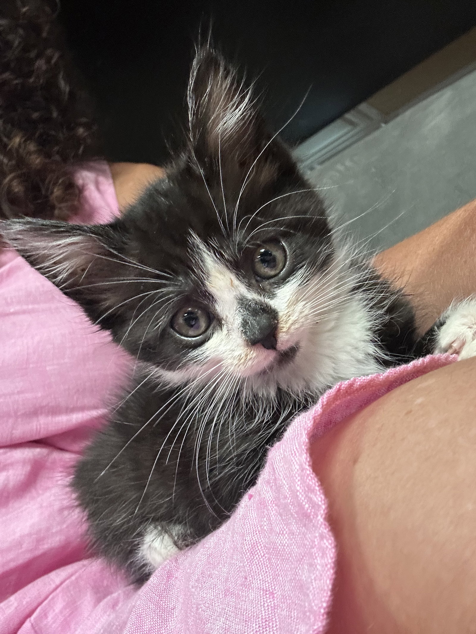 Bam KITTEN, cat
