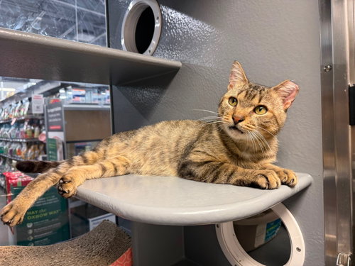 Antonio KPS, a cat for adoption from Eleventh Hour Rescue