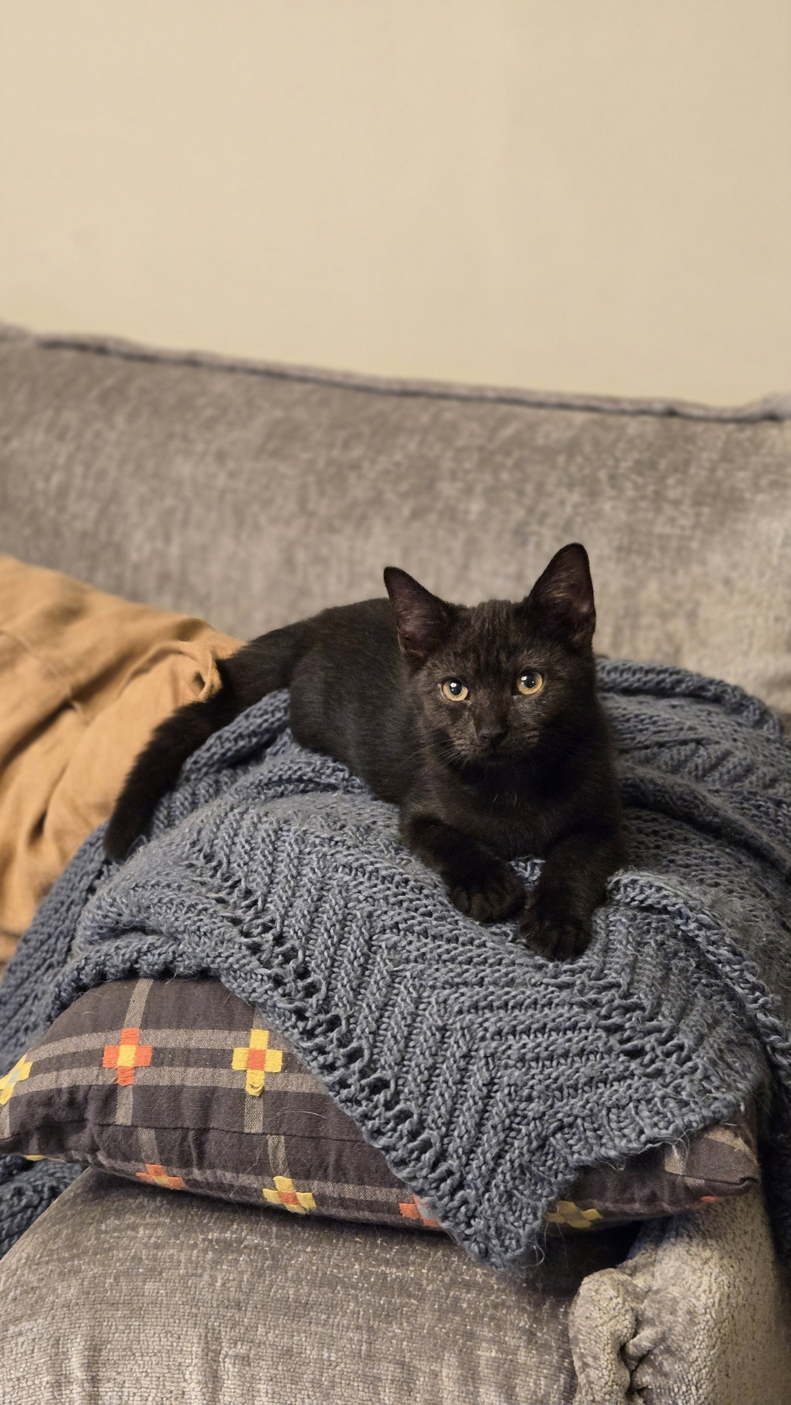 Raven's Brownie KITTEN, cat