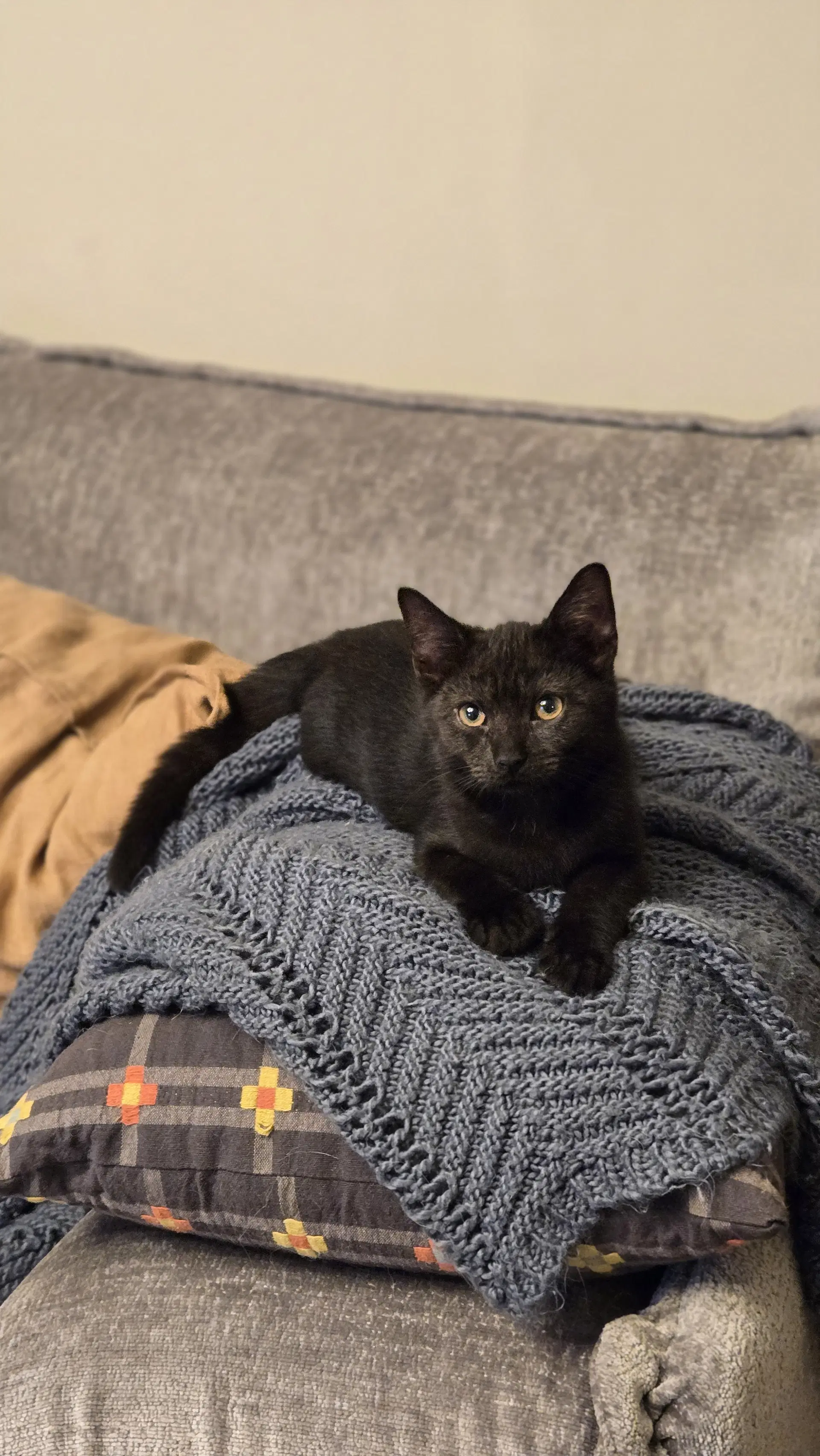 Raven's Brownie Kitten - Domestic Short Hair