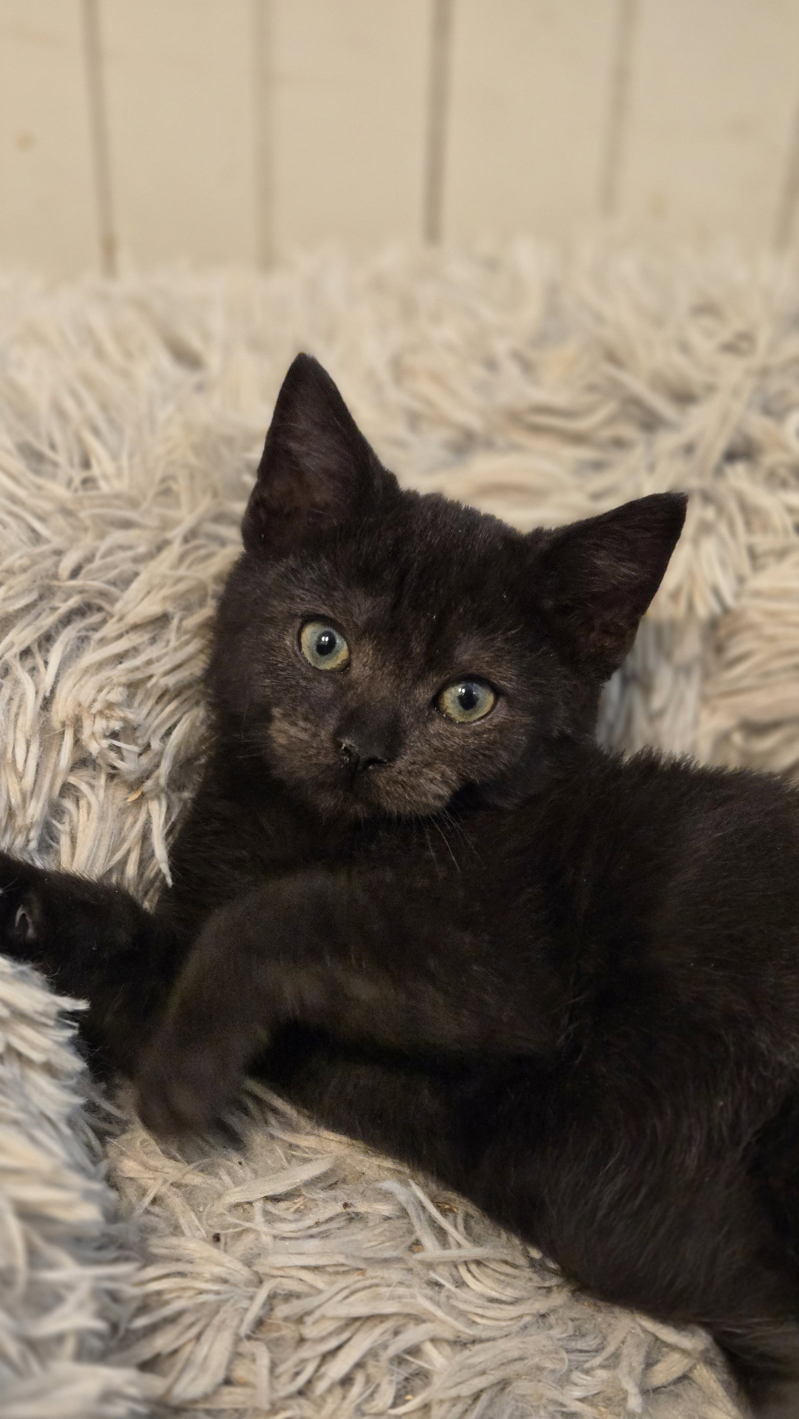 Raven's Cookie KITTEN, cat