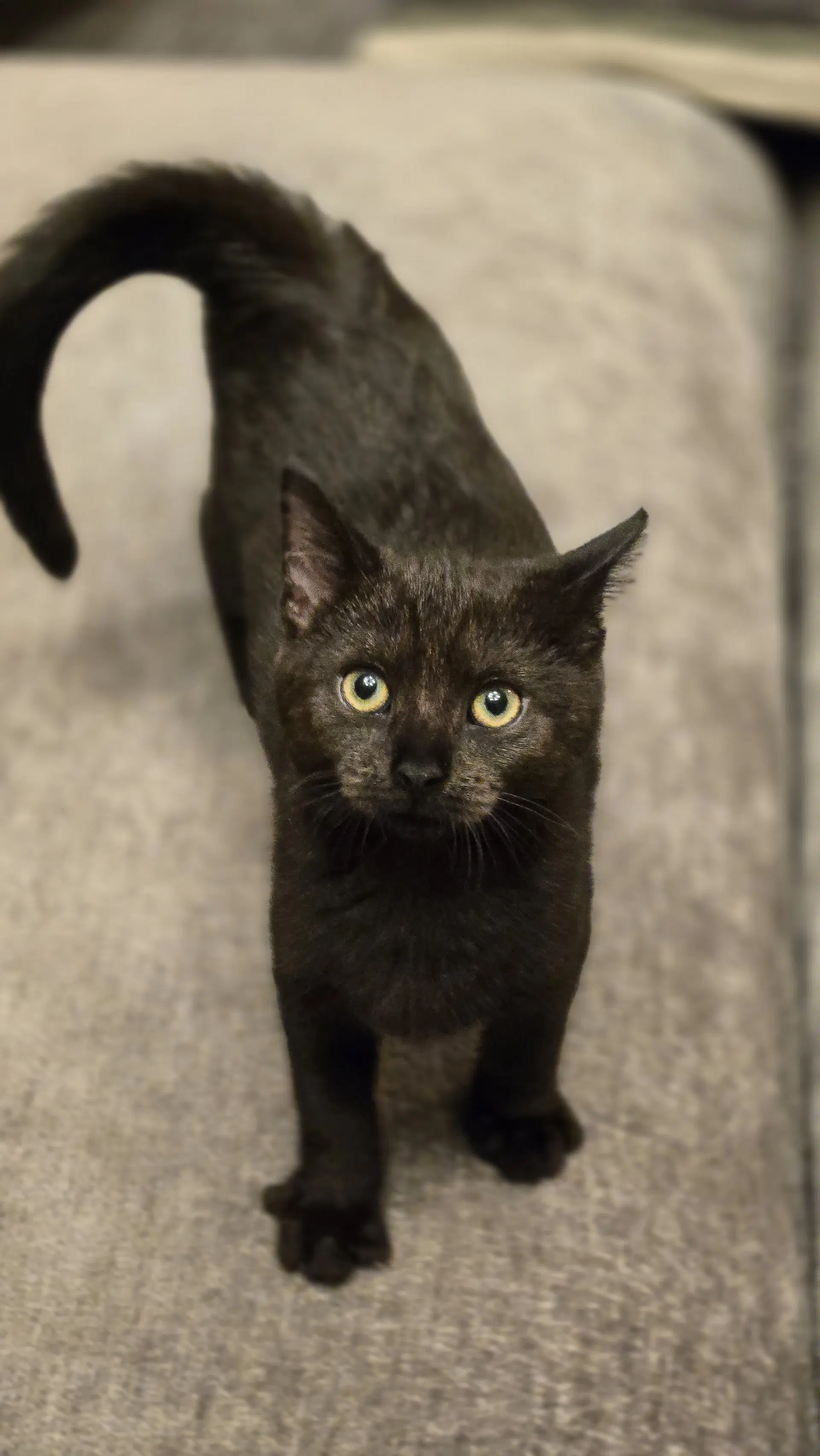 Raven's Cookie Kitten image 2