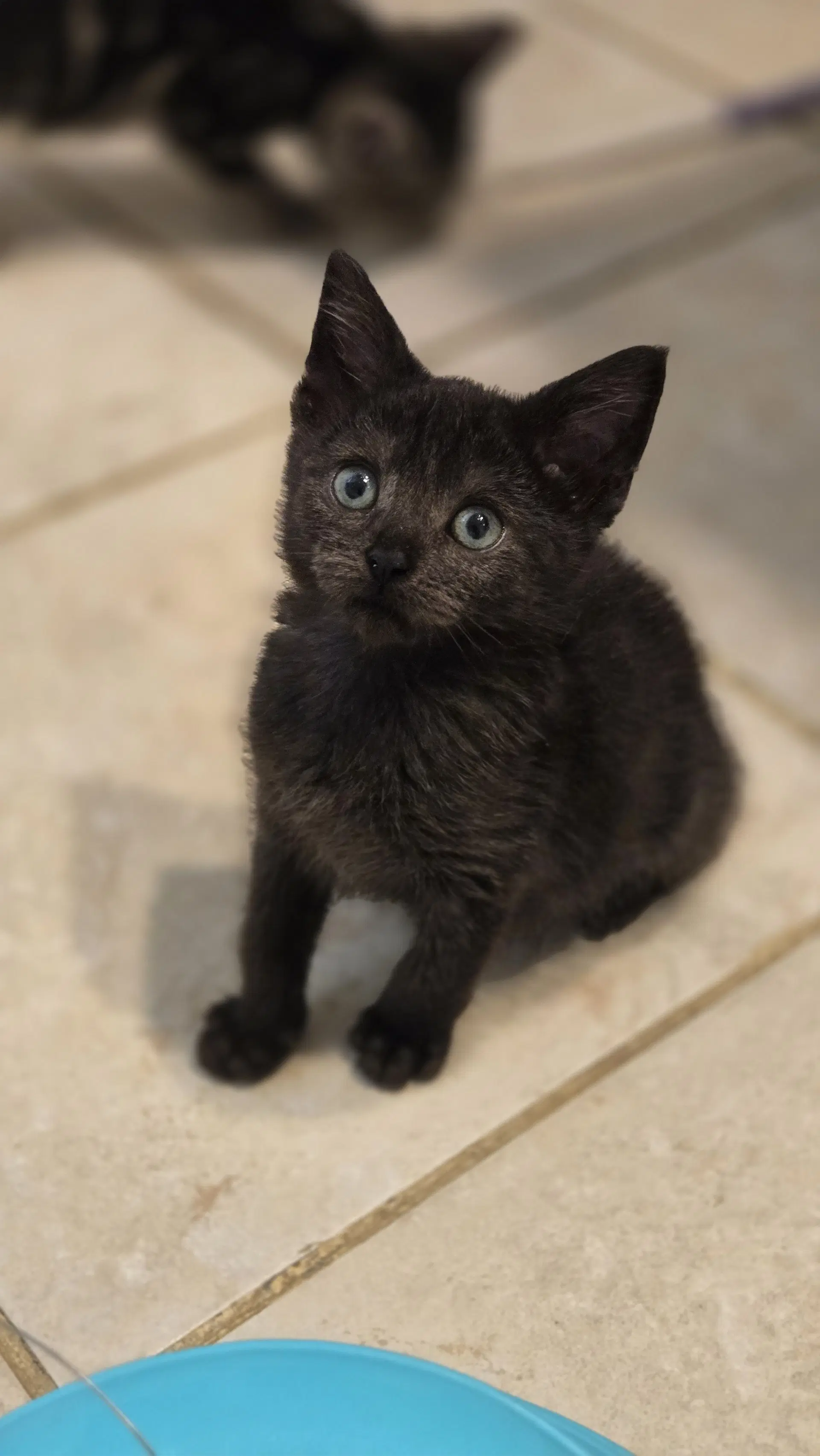 Raven's Cookie Kitten image 3