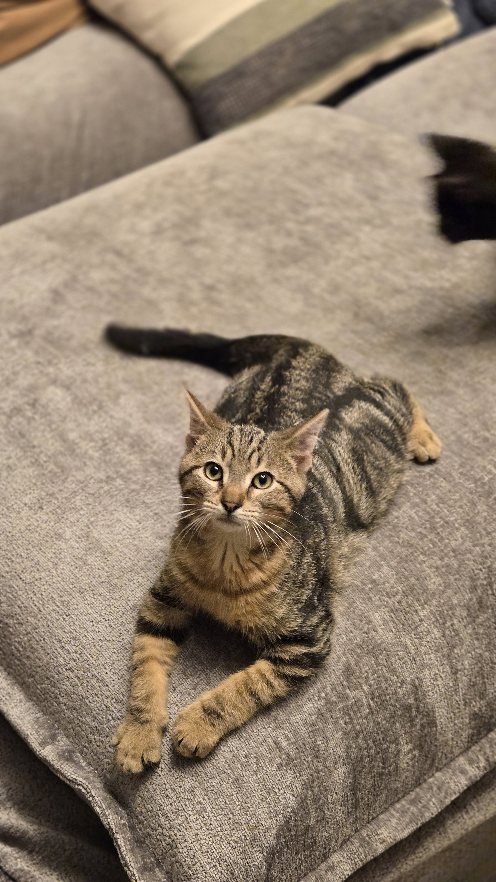 Raven's Aragon KITTEN, cat