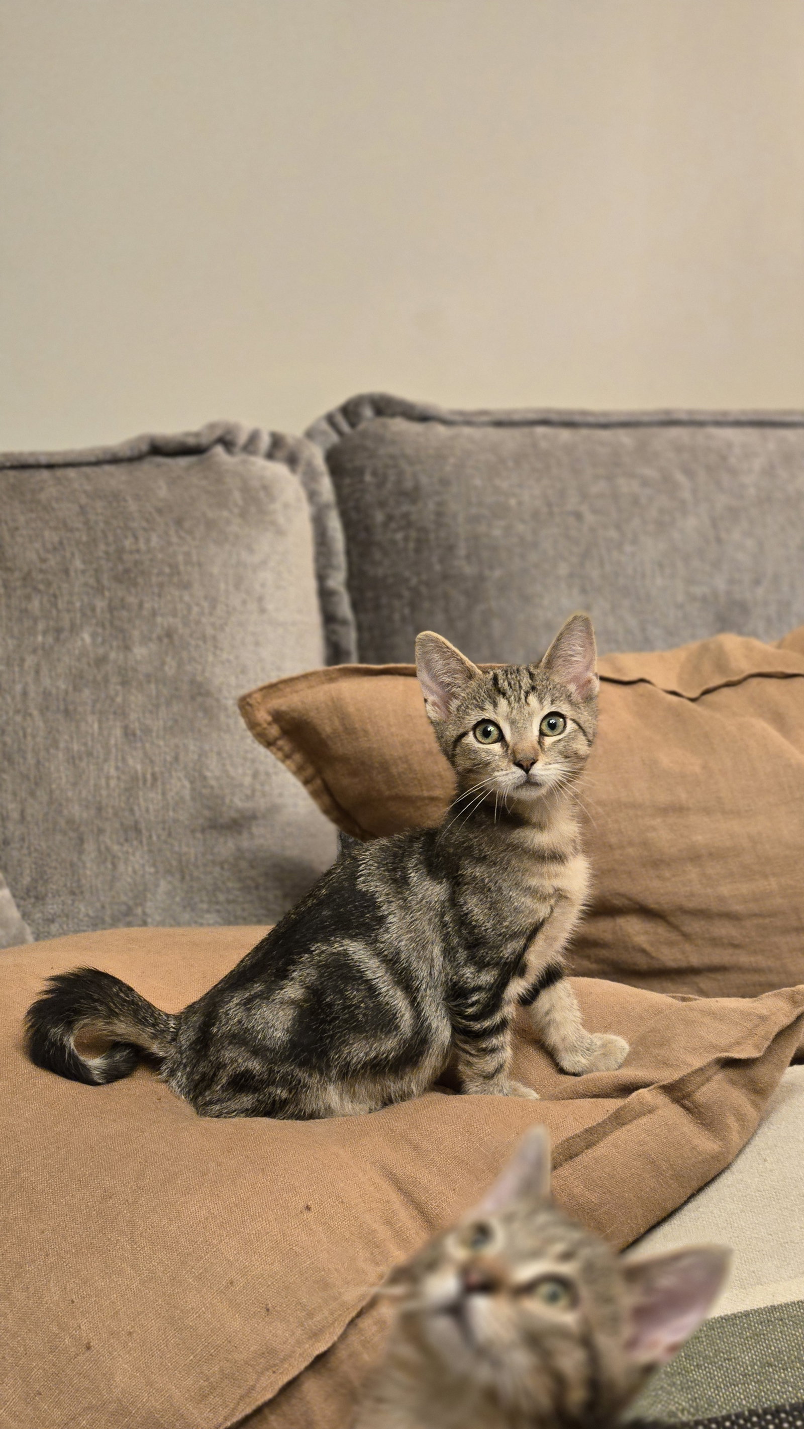 Raven's Buggie KITTEN, cat