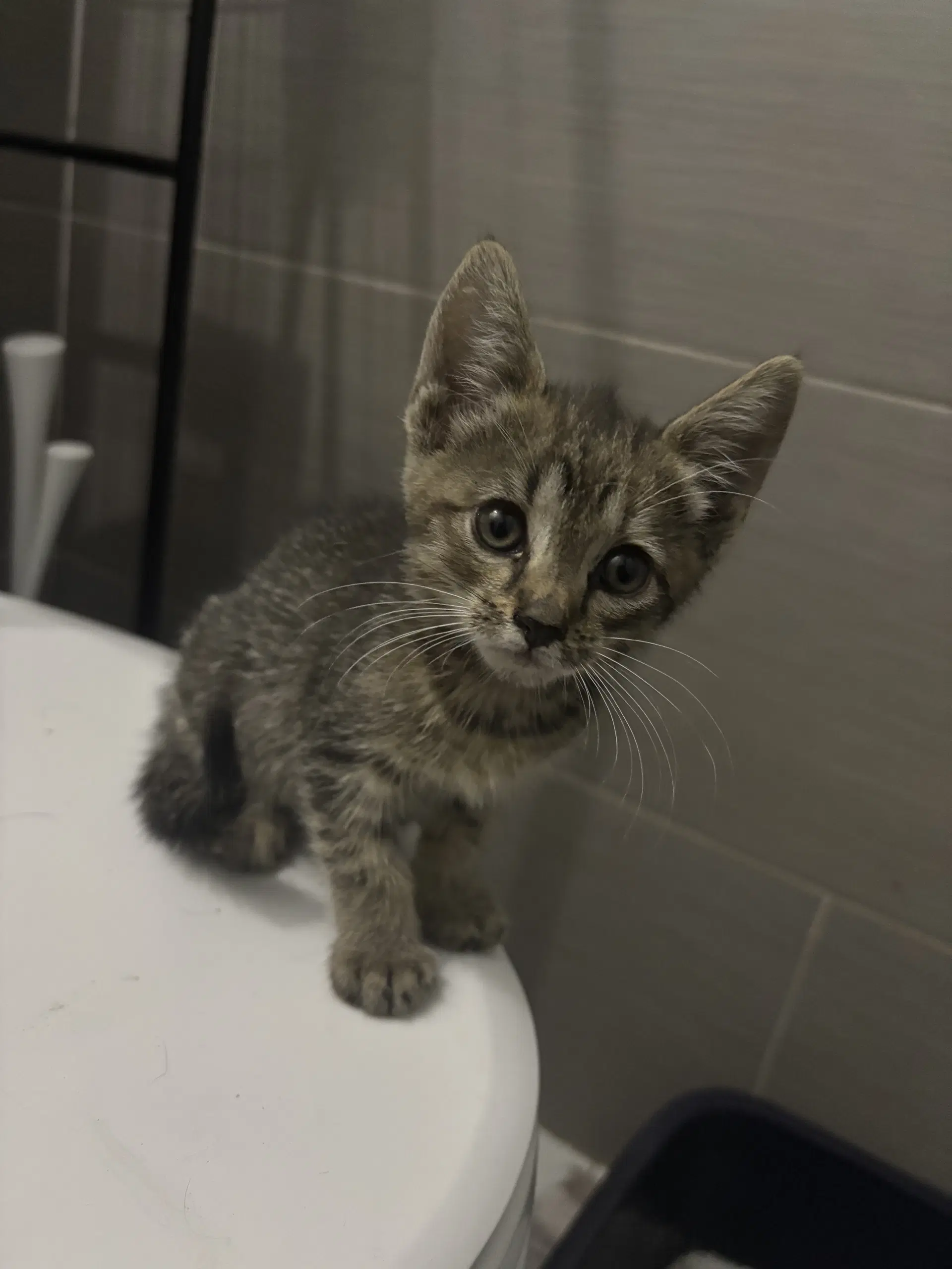 Pepper Kitten - Domestic Short Hair