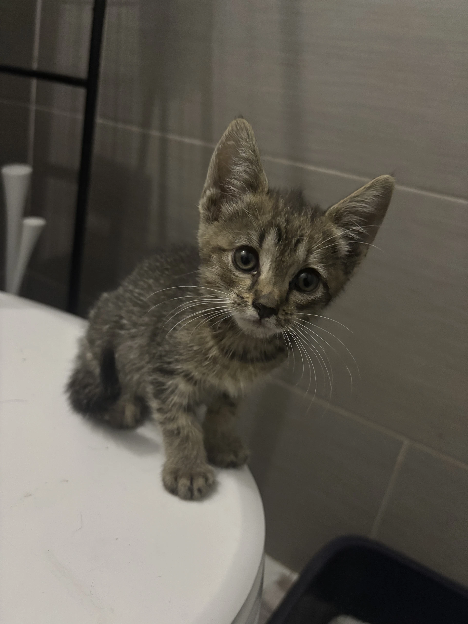 Pepper Kitten