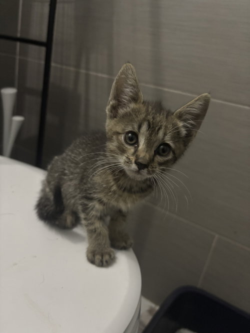 Pepper KITTEN, a cat for adoption from Eleventh Hour Rescue