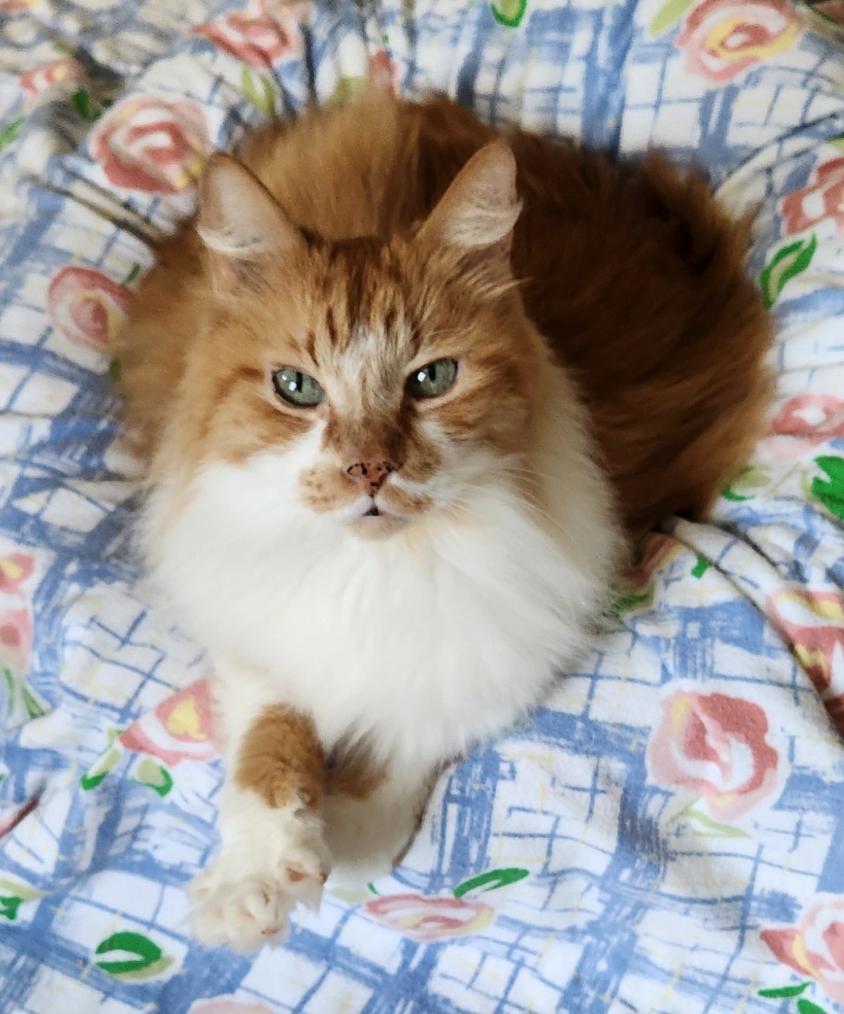 Toby, cat