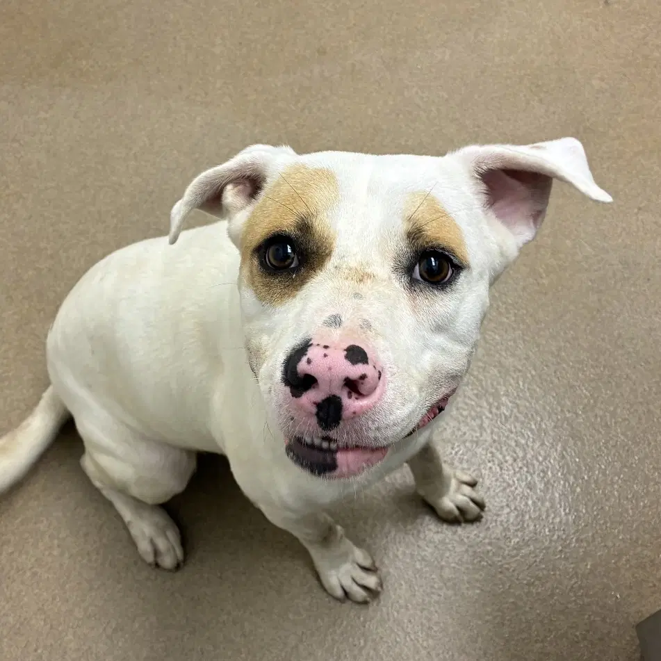 Amarillo Gch - Pit Bull Terrier