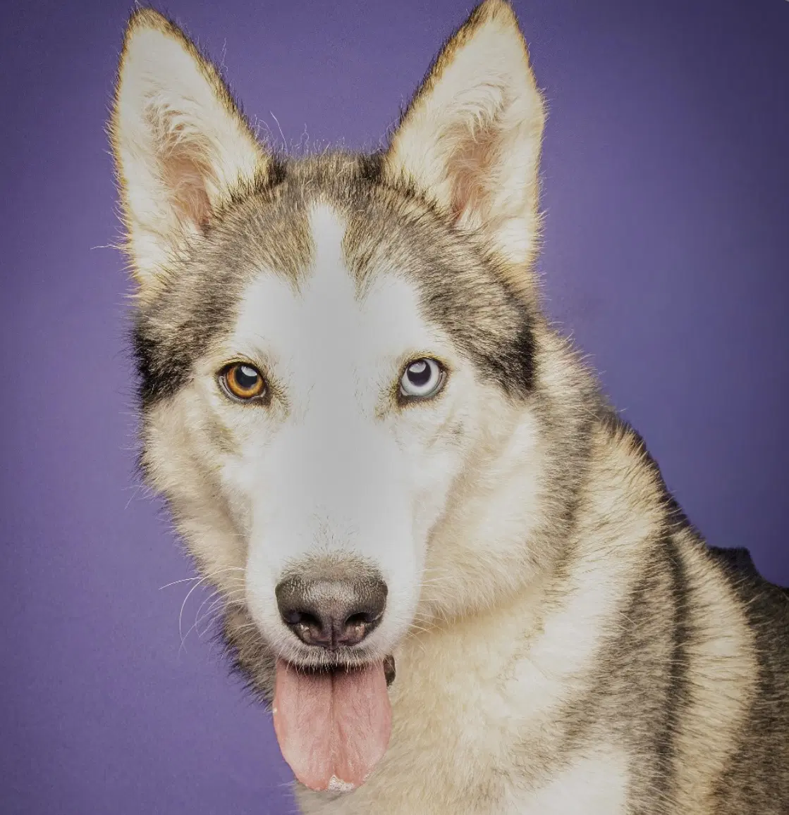 Kevin Scas - Husky