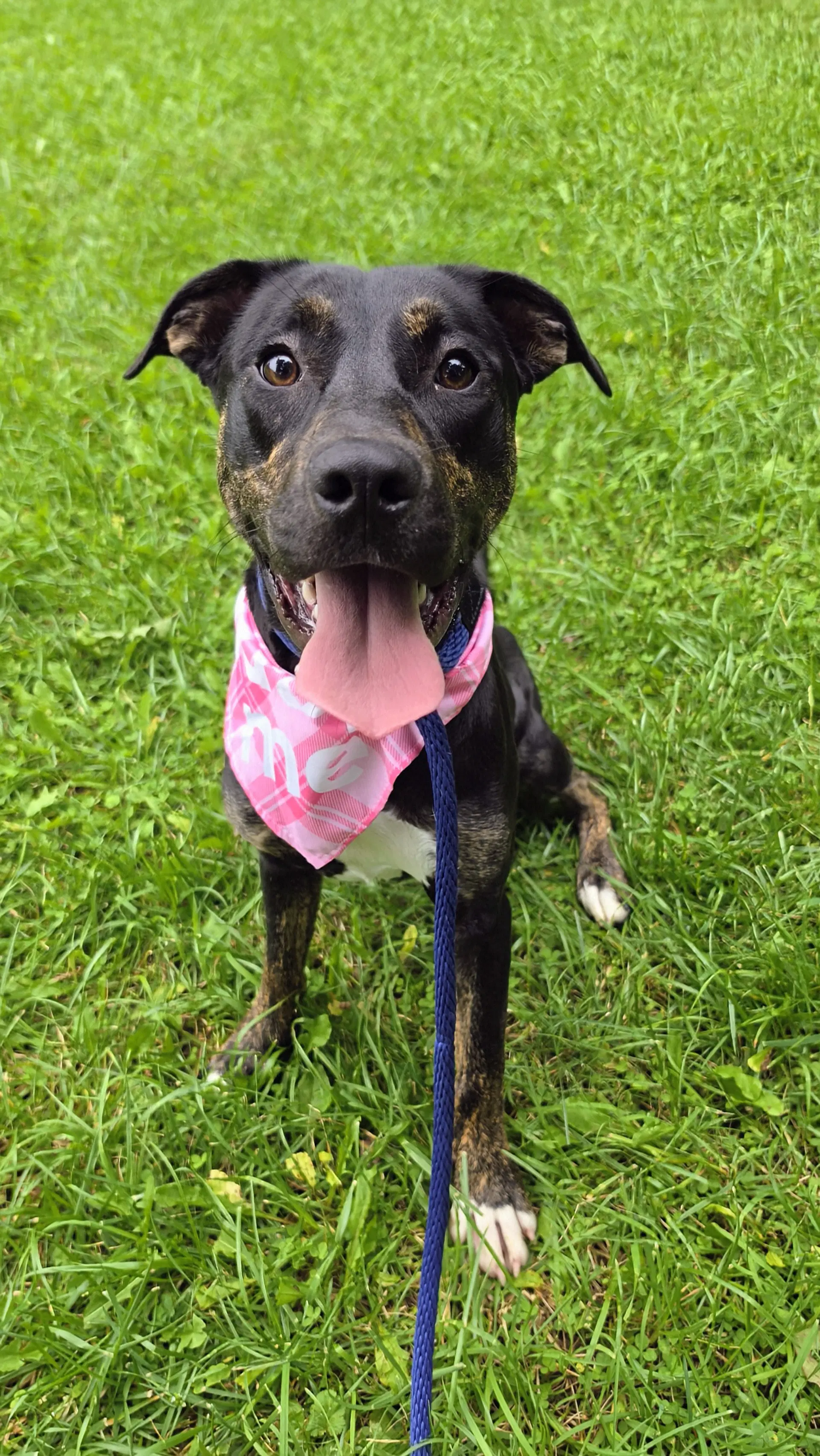 Millie Scas - Labrador Retriever