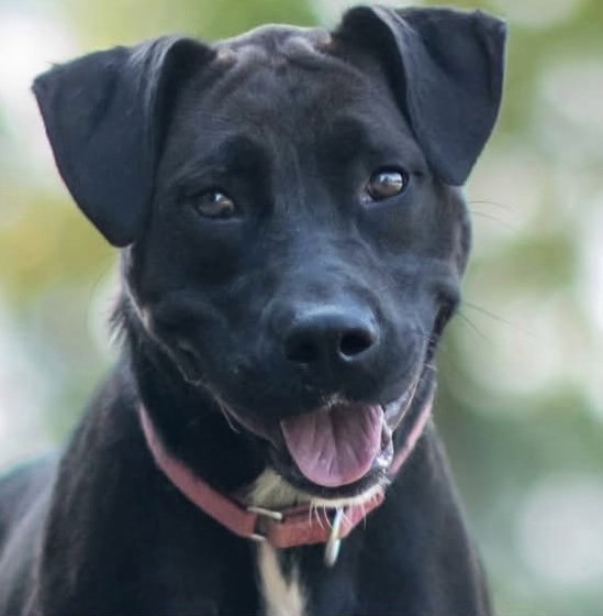 Magnolia SCAS, dog