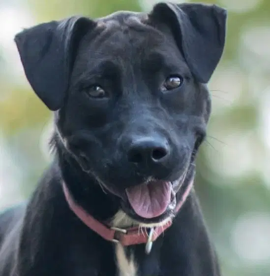 Magnolia Scas - Black Labrador Retriever