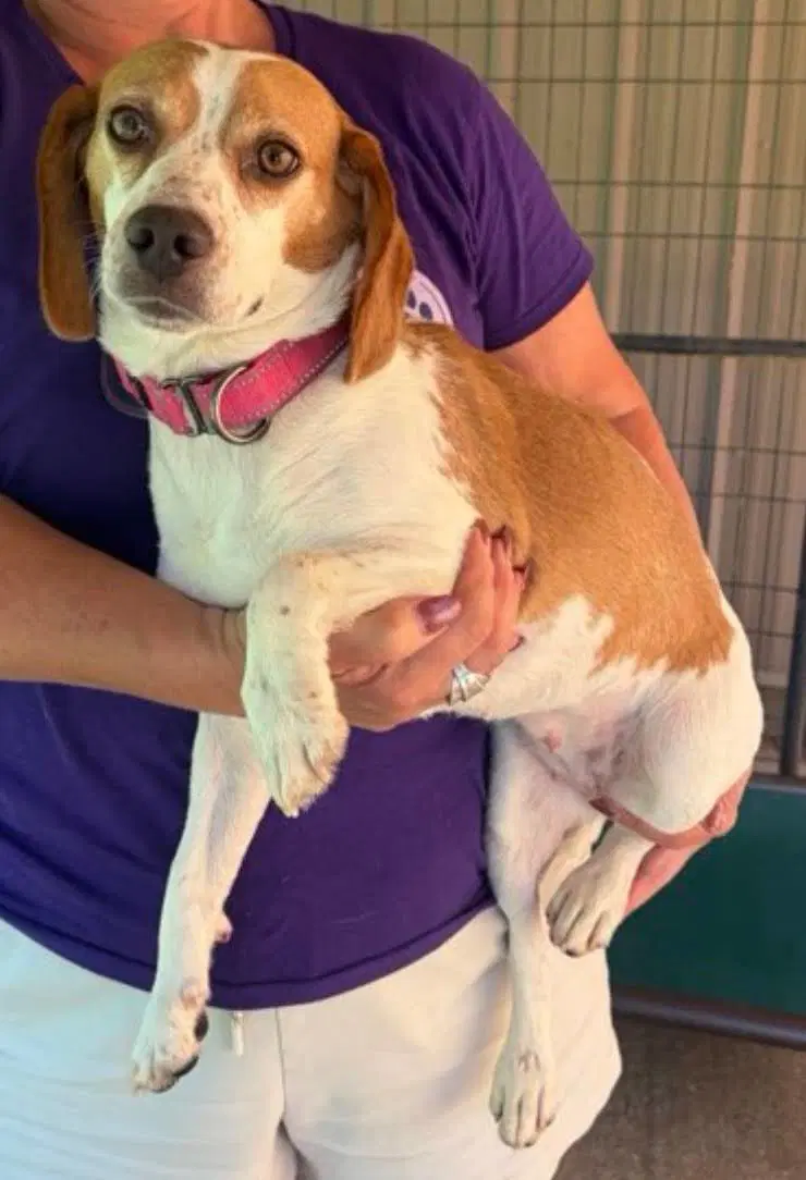 Miracle Scas - Beagle