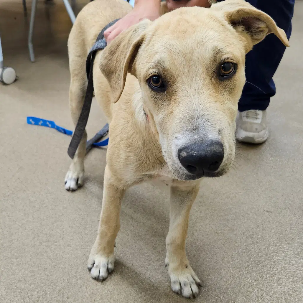 Bert Gch - Yellow Labrador Retriever