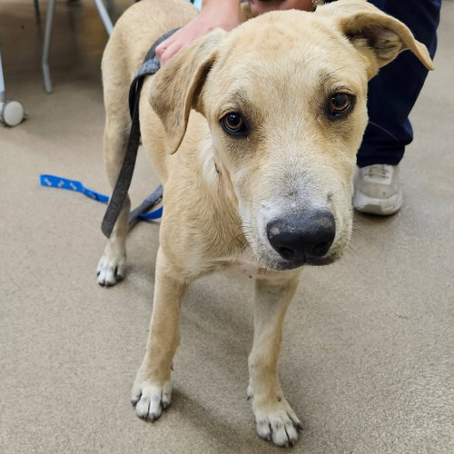 Photo 2 of Bert GCH