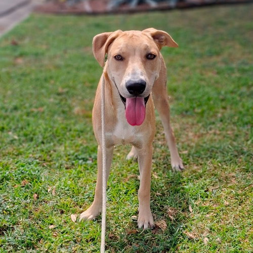 Bert GCH, a dog for adoption from Eleventh Hour Rescue
