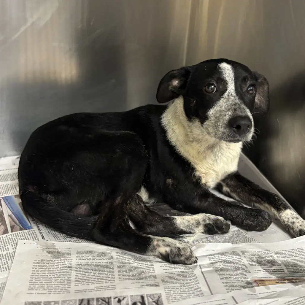 Bruce Gch - Cattle Dog