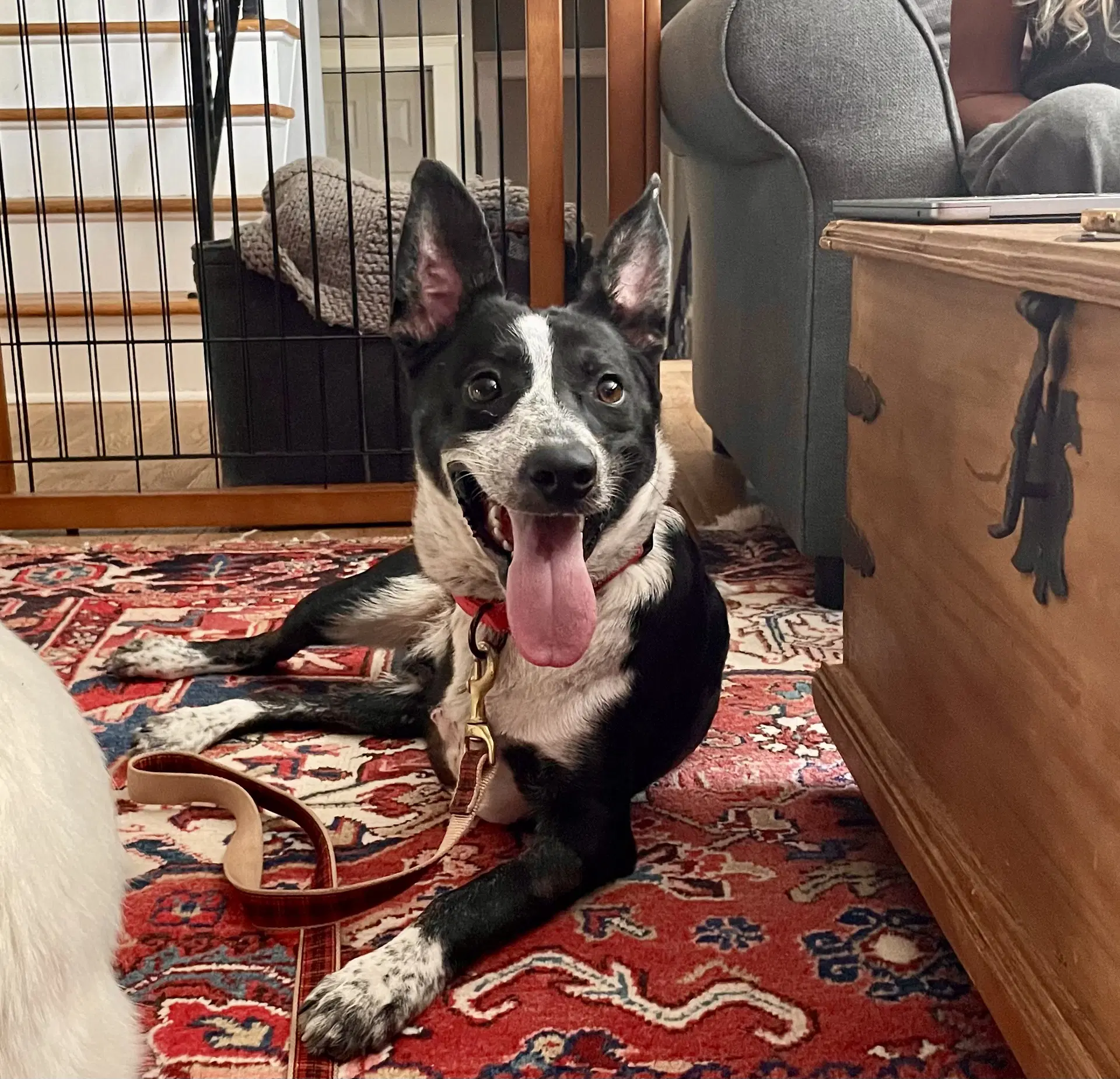 Bruce Gch - Cattle Dog