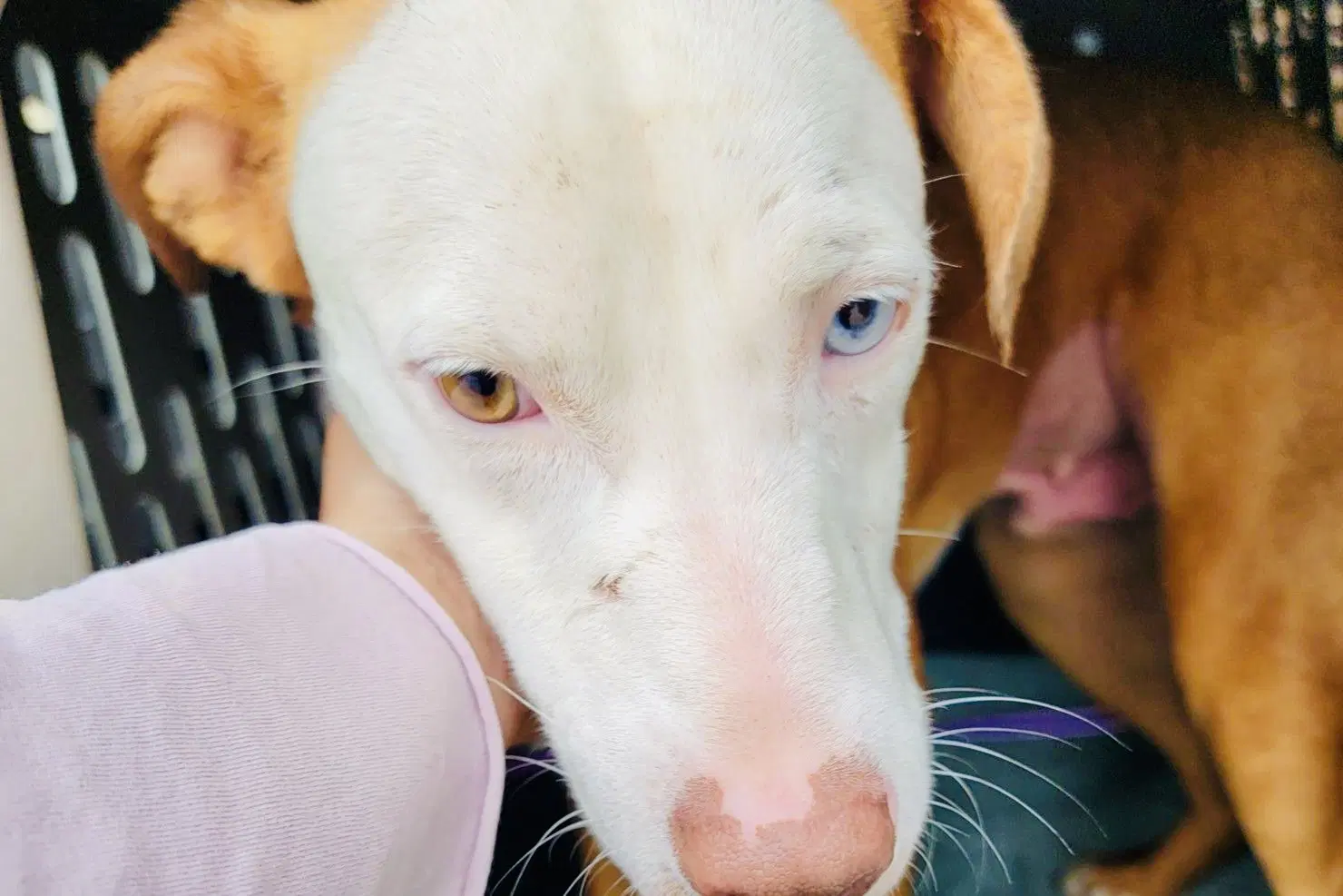 Ozzy Rds - Labrador Retriever