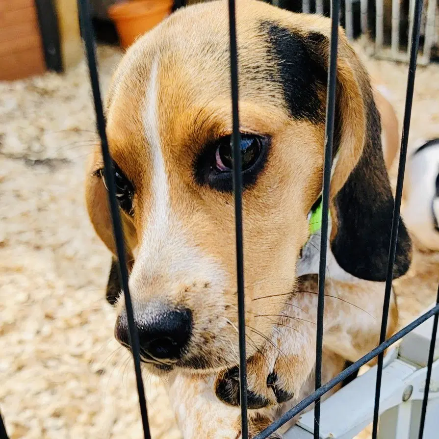 Sammy Rds - Beagle
