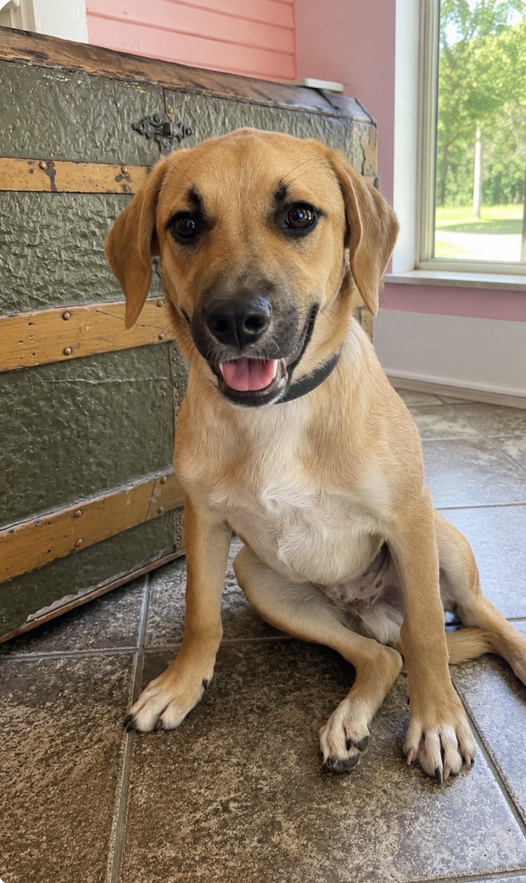 Tristan Lonestar, Black Mouth Cur
