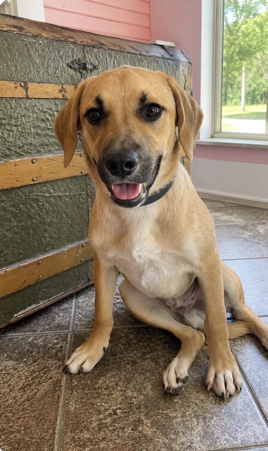 Tristan Lonestar - Black Mouth Cur