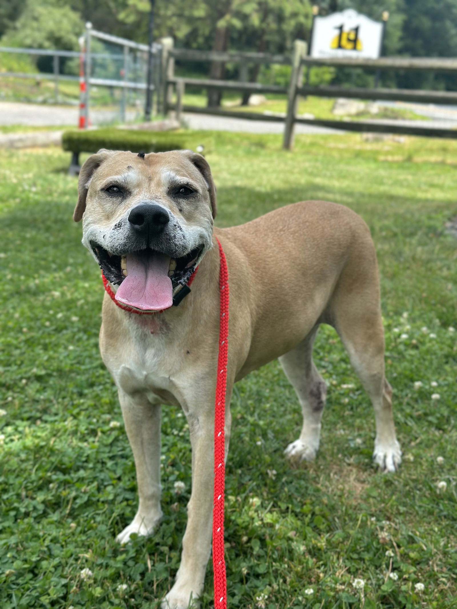 adoptable Dog in Rockaway, NJ named Brooke (Dulce MOPS)