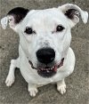 adoptable Dog in  named Lucy Ross
