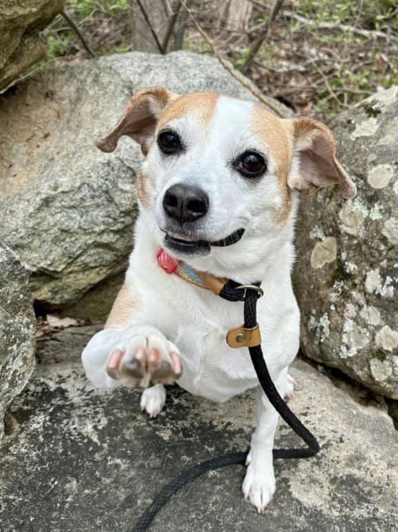 adoptable Dog in Rockaway, NJ named Drew Steele