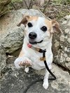 adoptable Dog in rockaway, NJ named Drew Steele
