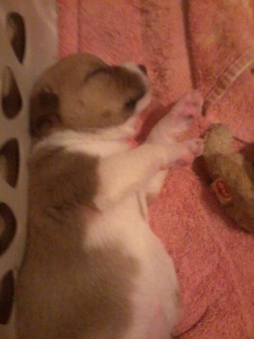 Shelby (SADIE)