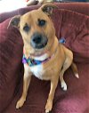 adoptable Dog in rockaway, NJ named Shelby (SADIE)