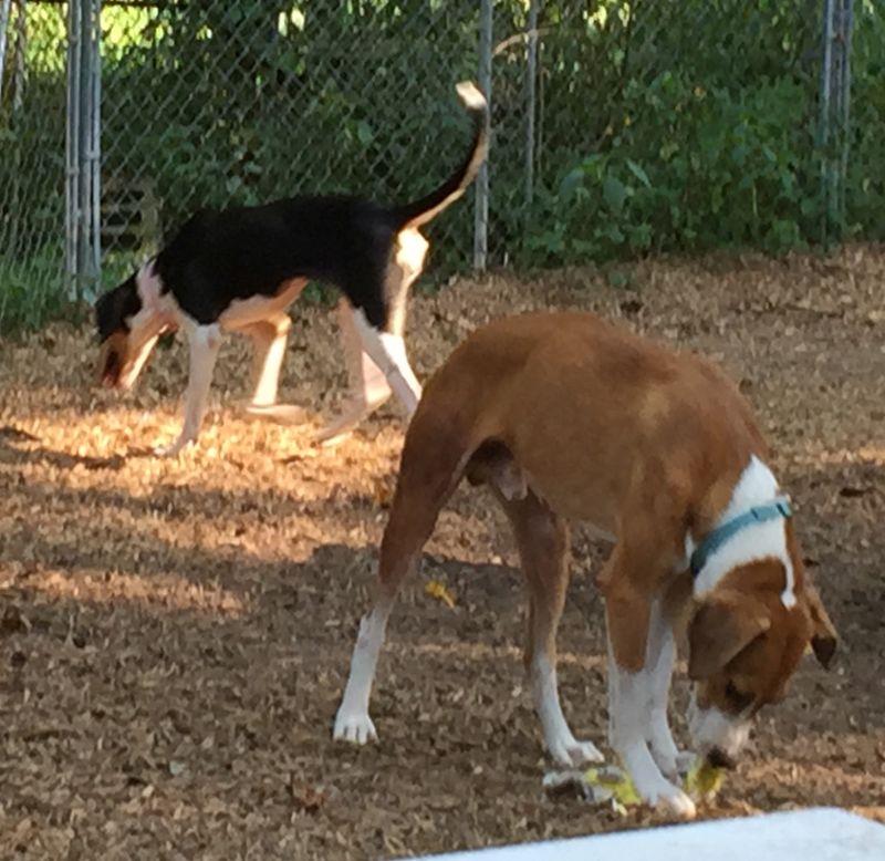 Pongo Beaufort