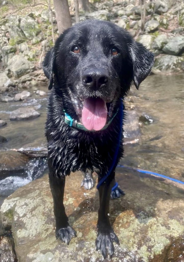 adoptable Dog in Rockaway, NJ named Shadow/King Havard