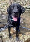 adoptable Dog in rockaway, NJ named Shadow/King Havard