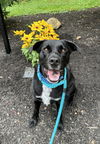 adoptable Dog in  named Lucky Havard