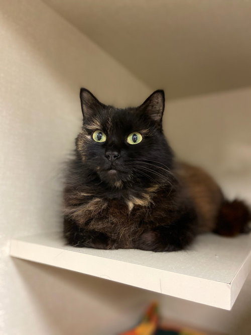ALEXUS - Domestic Medium Hair available for adoption