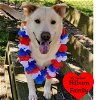adoptable Dog in dickinson, TX named Alfee