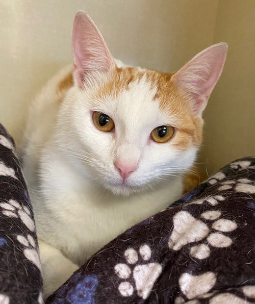 COOKIE DOUGH - Domestic Short Hair available for adoption