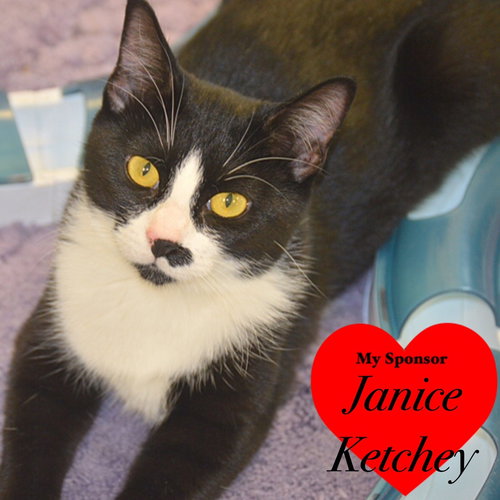 picture of the cat needing adoption