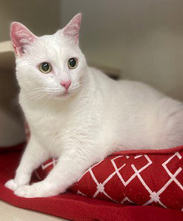 GEORGE - Domestic Short Hair available for adoption