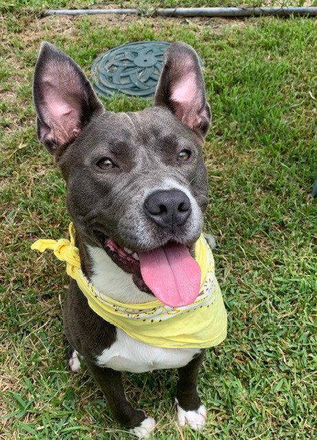 HARPER - Catahoula Leopard Dog / Terrier available for adoption