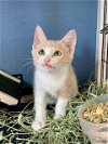 adoptable Cat in dickinson, TX named Jewel