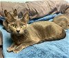 adoptable Cat in dickinson, TX named Lady Ashley
