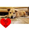 adoptable Dog in dickinson, TX named Lemon
