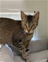 adoptable Cat in dickinson,, TX named Madison