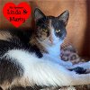 adoptable Cat in dickinson,, TX named Malana